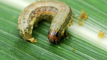 fall armyworm