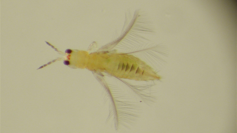 2026 09 10 Chilli thrips