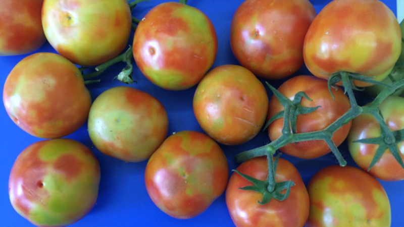 2026 09 10 ToBRFV mature fruit
