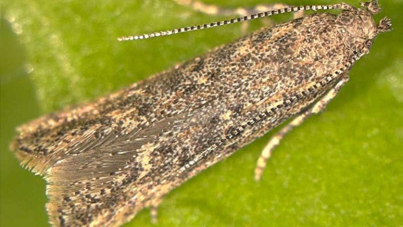 2026 09 10 Tomato leaf miner Tuta absoluta 5432149