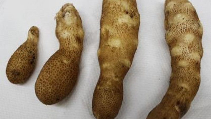 2026 09 10 pstvd potatoes elongated 1518013322849 eng