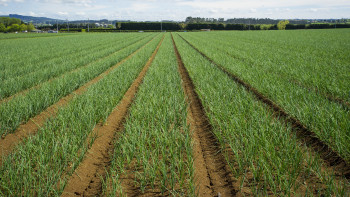 2026 05 25 TW  Onions NZ 5019