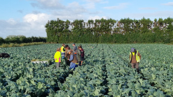 2024 04 02 Broccoli IPM workshops